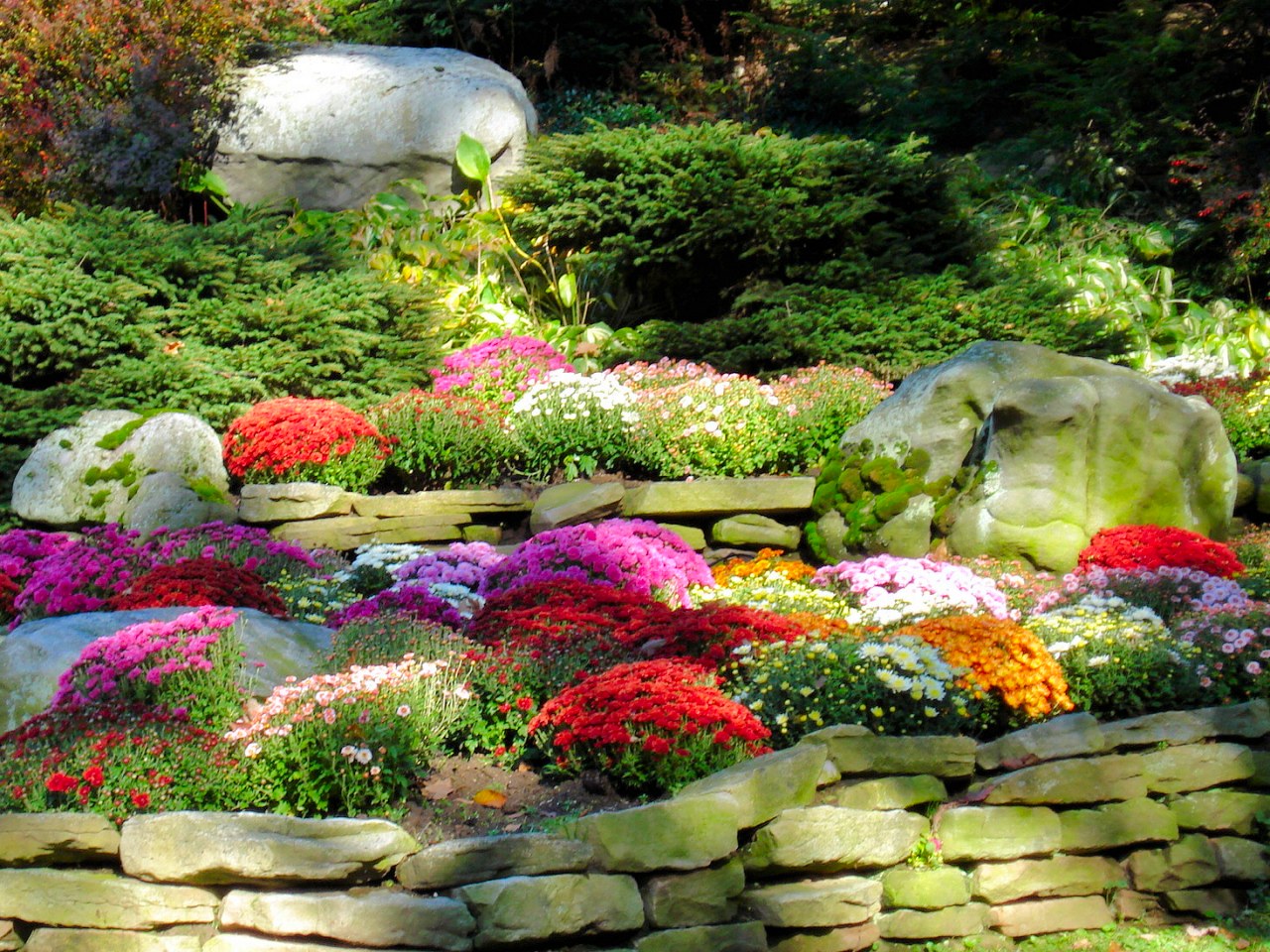 Fall Mums