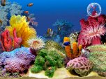 Cloudeight Premium 3D Screen Savers - Tropical Aquarium 2